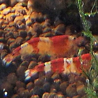 レッドビーシュリンプ