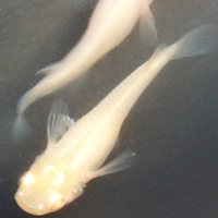 アルビノメダカ