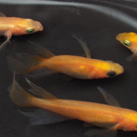 ヒレ長(スワロー)メダカ