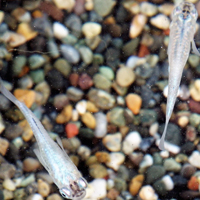 幹之(ミユキ)メダカ