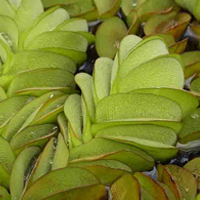 オオサンショウモ